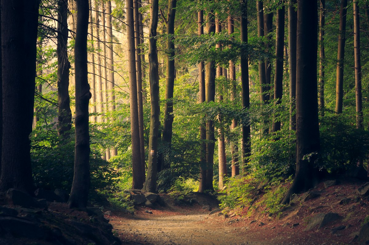 Forest lane